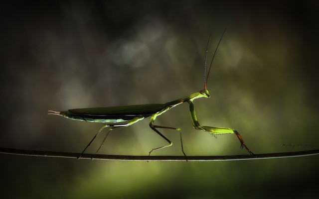 Praying mantis branch blurry background free wallpaper for desktop - medium preview image