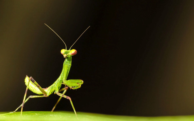 Green praying mantis leaf dark free wallpaper for desktop - medium preview image