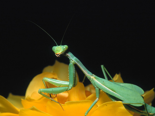 Praying mantis yellow flower black free wallpaper for desktop - medium preview image