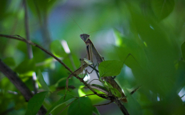 Praying mantis branch tree leaves free wallpaper for desktop - medium preview image