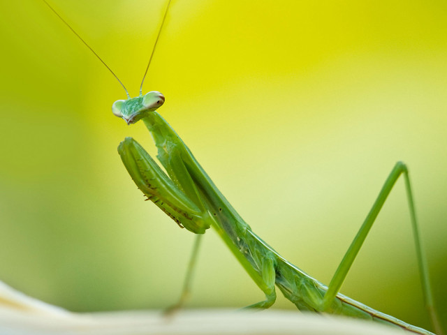 Grasshopper closeup leaf blurry background free wallpaper for desktop - medium preview image