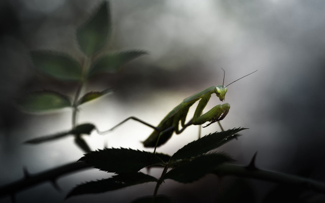 Praying mantis branch leaves blurred free wallpaper for desktop - medium preview image