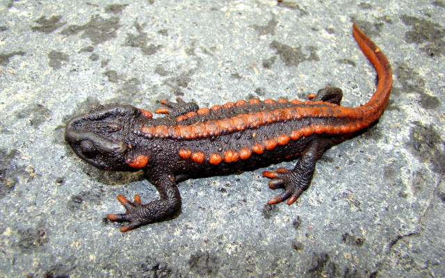 Orange black spotted lizard back free wallpaper for desktop - medium preview image