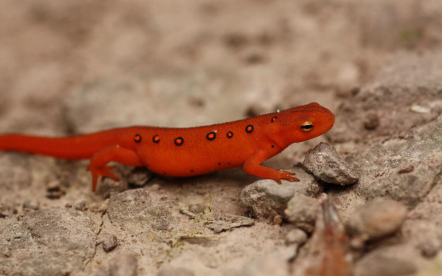 Red lizard walking rock surface free wallpaper for desktop - medium preview image