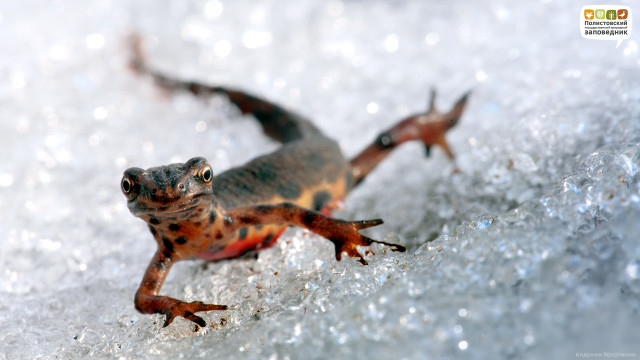 Small lizard snow ground looking free wallpaper for desktop - medium preview image