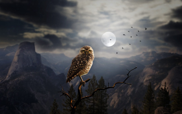 Owl tree moon mountains birds free wallpaper for desktop - medium preview image