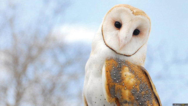 Barn owl blue sky naturalism free wallpaper for desktop - medium preview image