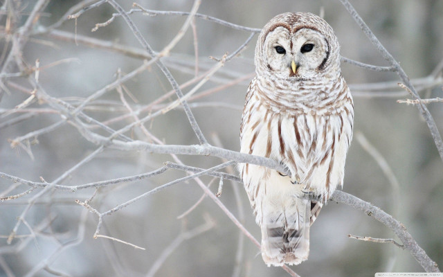 White owl tree branch forest free wallpaper for desktop - medium preview image