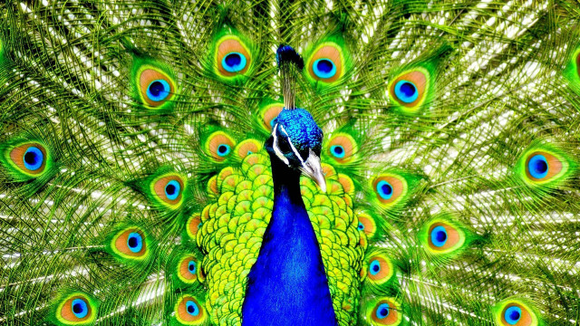 Peacock feathers spread blue green #3 free wallpaper for desktop - medium preview image
