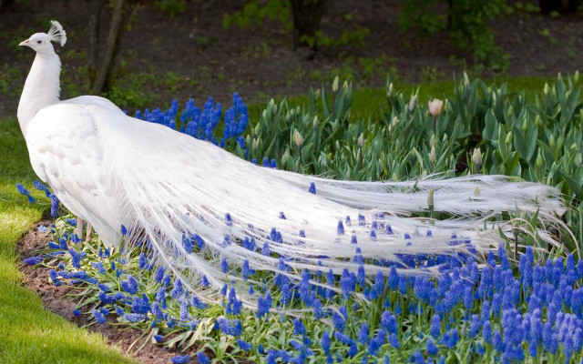 White peacock feathers garden blue #2 free wallpaper for desktop - medium preview image