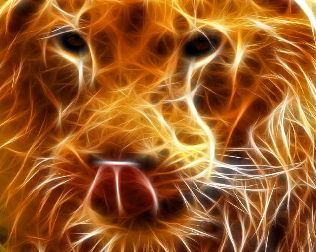 Lion face blurry background orange free wallpaper for desktop - medium preview image
