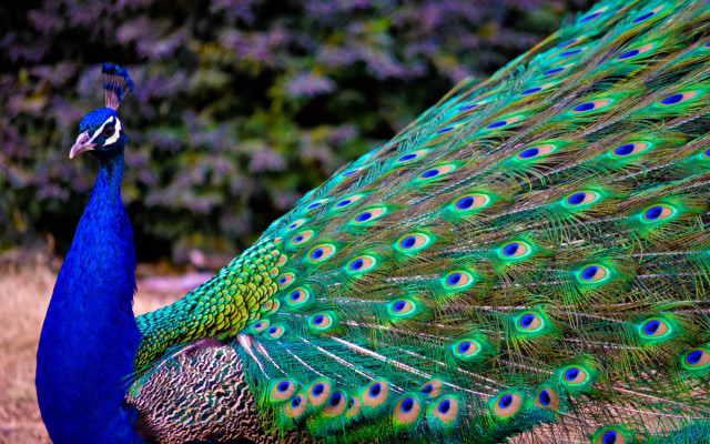 Peacock feathers spread tail display #2 free wallpaper for desktop - medium preview image