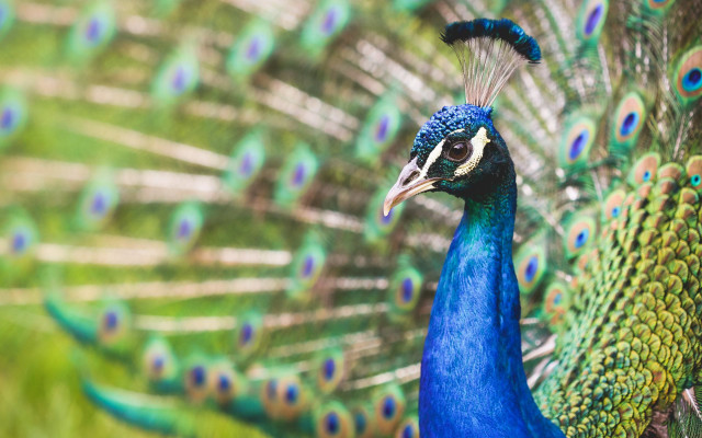 Peacock feathers spread out tail #6 free wallpaper for desktop - medium preview image