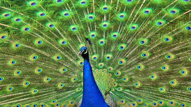 Peacock feathers spread blue green #2 free wallpaper for desktop - medium preview image