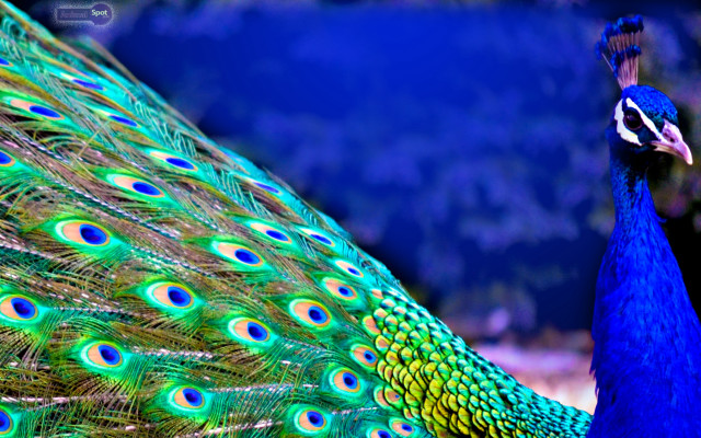 Peacock feathers spread blue background free wallpaper for desktop - medium preview image