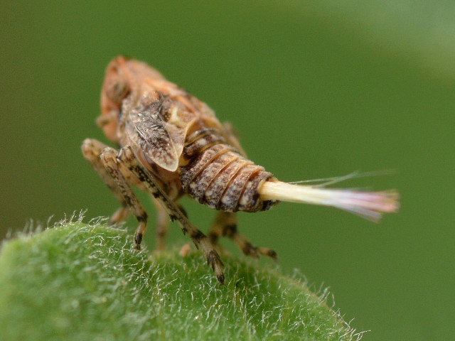 Bug closeup plant stem blurry free wallpaper for desktop - medium preview image