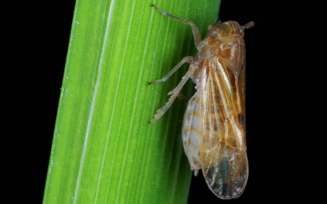 Bug green leaf black background free wallpaper for desktop - medium preview image