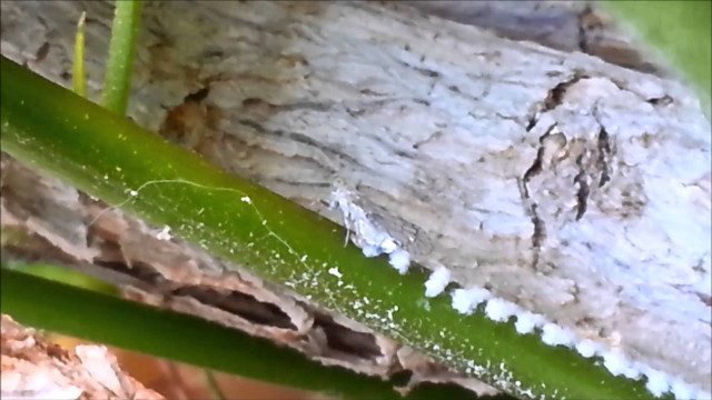 Plant bug closeup tree trunk free wallpaper for desktop - medium preview image