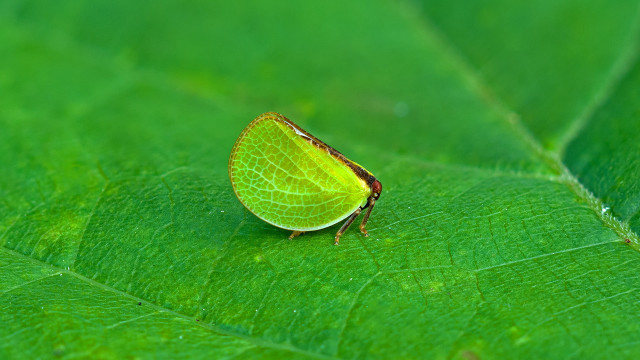 Green bug green leaf sunlight free wallpaper for desktop - medium preview image