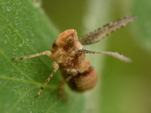 Bug leaf water droplets macro free wallpaper for desktop - medium preview image