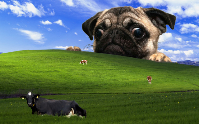 Pug cows green hill surrealism free wallpaper for desktop - medium preview image