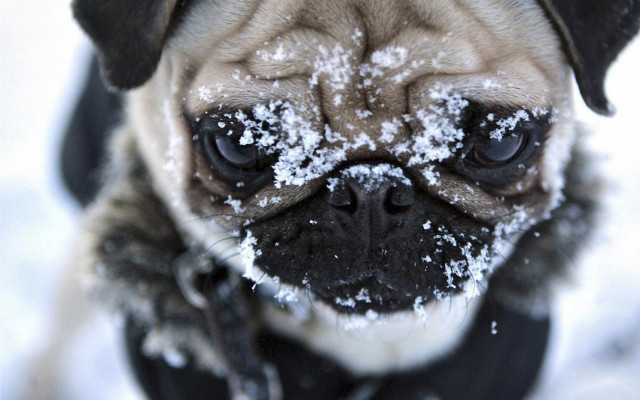 Pug snow sad looking camera free wallpaper for desktop - medium preview image