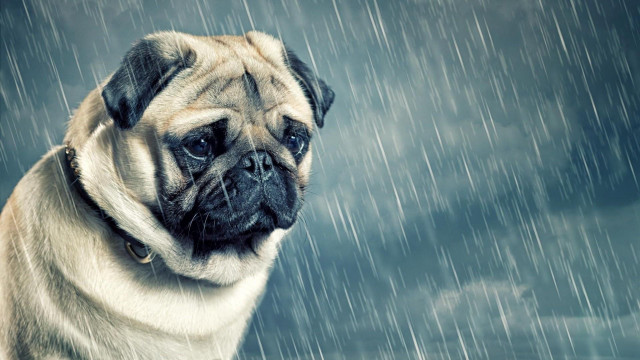 Pug dog sitting rain sad free wallpaper for desktop - medium preview image