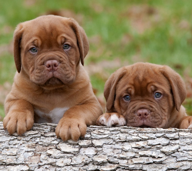 Puppies sitting log grass outside free wallpaper for tablet - medium preview image