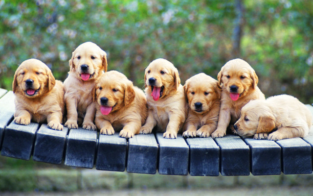 Puppies sitting table tongues out free wallpaper for desktop - medium preview image