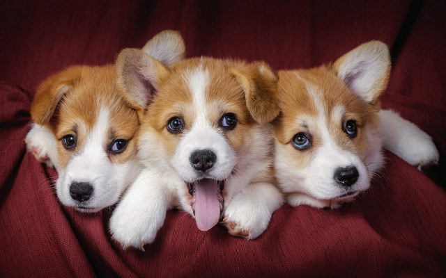 Three puppies red blanket cute free wallpaper for desktop - medium preview image