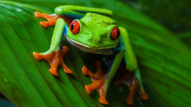 Red eyed frog leaf green free wallpaper for desktop - medium preview image