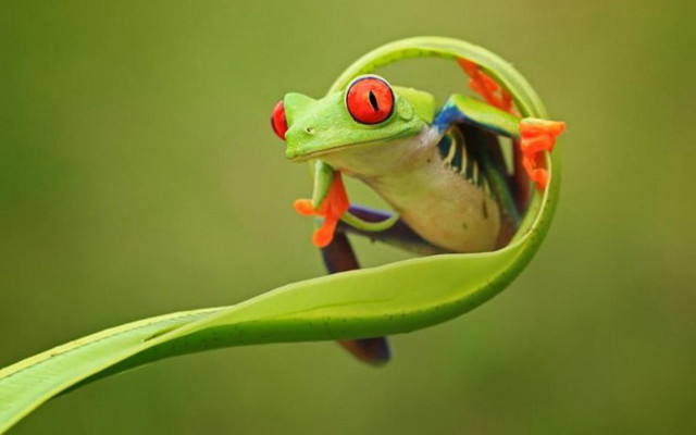 Frog red eyes leaf back free wallpaper for desktop - medium preview image