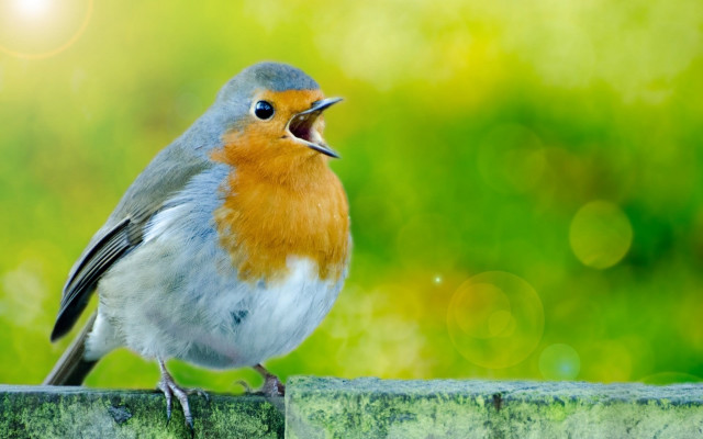 Red breasted blue bellied bird free wallpaper for desktop - medium preview image