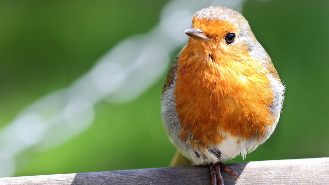 Small bird fence post macro free wallpaper for desktop - medium preview image