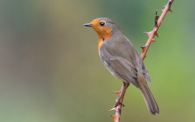 Small bird perched branch blurry #3 free wallpaper for desktop - medium preview image
