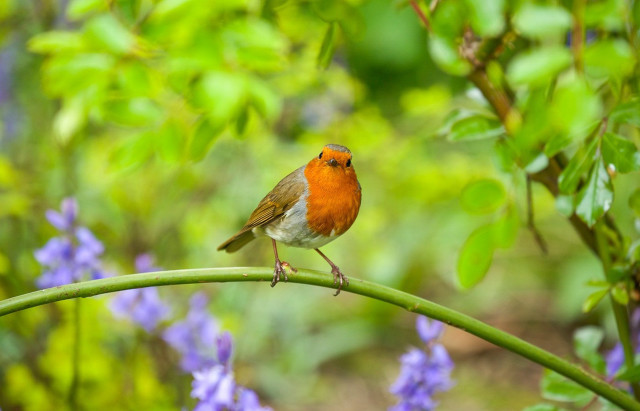 Small bird perched branch purple free wallpaper for desktop - medium preview image