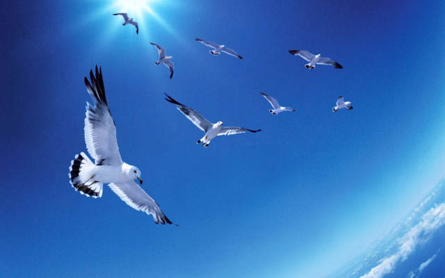 Flock birds flying blue sky #2 free wallpaper for desktop - medium preview image