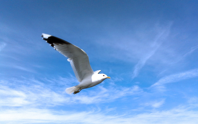 White bird flying blue sky #2 free wallpaper for desktop - medium preview image
