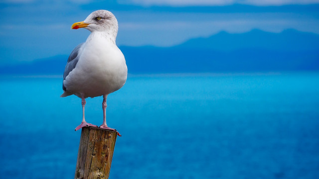Seagull wooden post ocean mountains free wallpaper for desktop - medium preview image