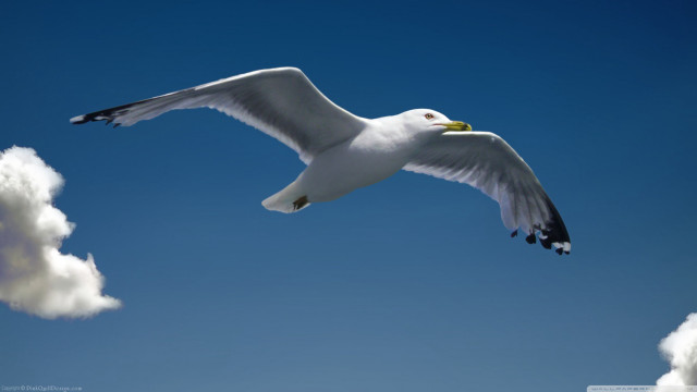 Seagull flying blue sky white free wallpaper for desktop - medium preview image
