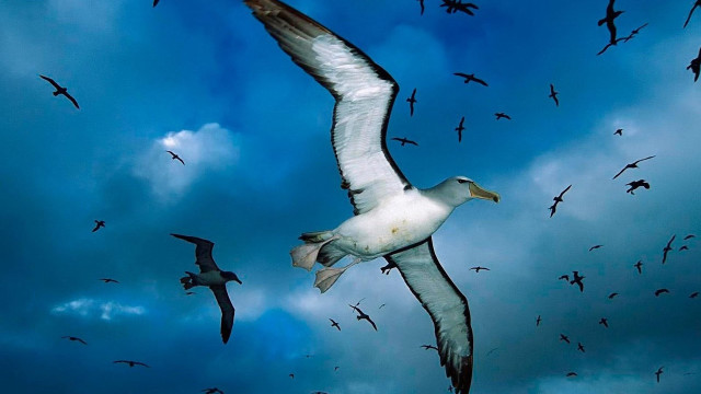 Flock birds flying cloudy blue free wallpaper for desktop - medium preview image