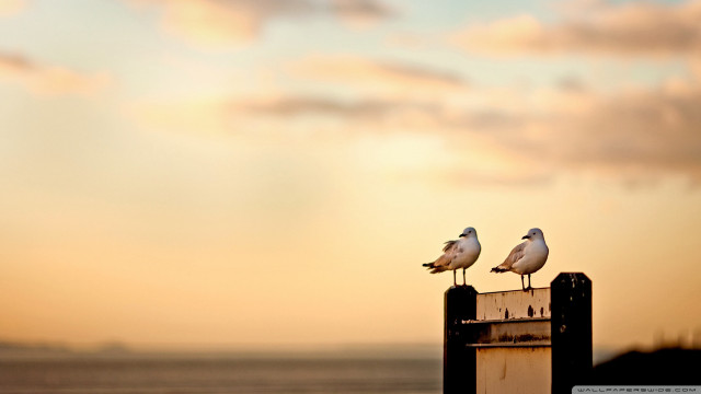 Seagulls post beach sunset dawn free wallpaper for desktop - medium preview image