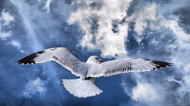 White bird flying cloudy sky #3 free wallpaper for desktop - medium preview image