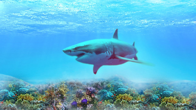 Large white shark coral reef free wallpaper for desktop - medium preview image