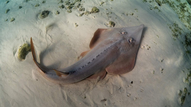 Large fish sandy beach water free wallpaper for desktop - medium preview image