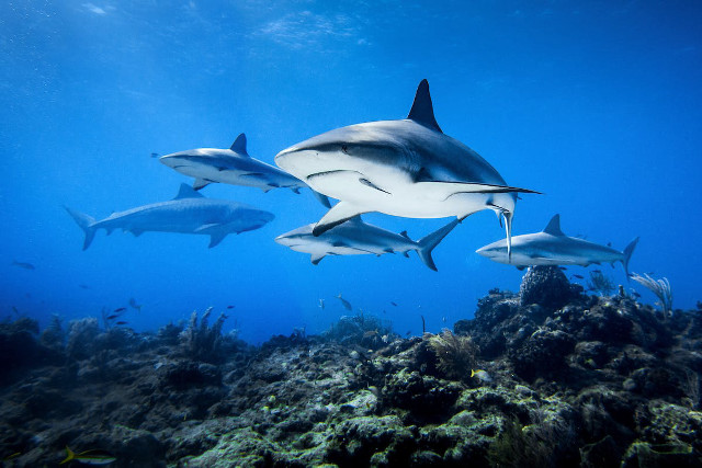 Sharks coral reef diver sunny free wallpaper for desktop - medium preview image