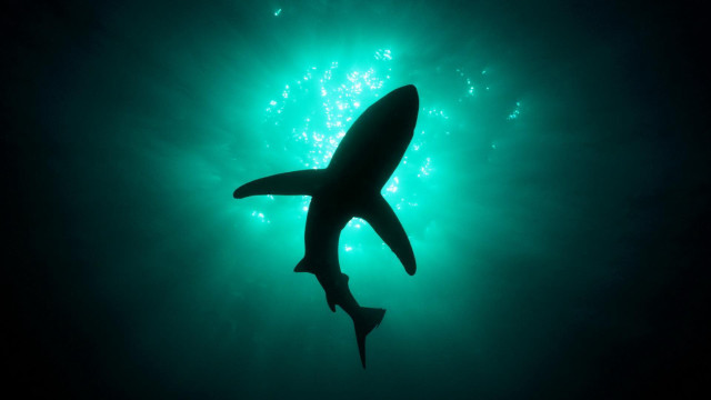 Shark swimming ocean night light free wallpaper for desktop - medium preview image