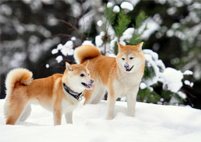 Two dogs standing snow mouths free wallpaper for desktop - medium preview image