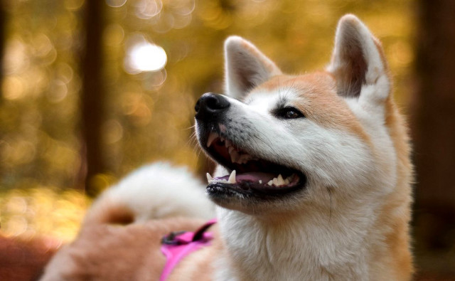 Two dogs woods panting smiling free wallpaper for desktop - medium preview image