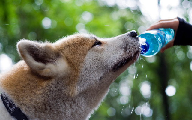 Dog drinking water bottle hand free wallpaper for desktop - medium preview image